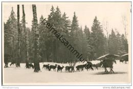 Braunlage - Maltenhaus - Wildfütterung - Foto-AK - Braunlage