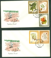 Cuba FDC 1975 Flora Calophyllum Swietenia Hibiscus Pinus Cedrela - Briefe U. Dokumente