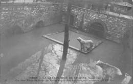 PARIS -INONDATION- LES OURS BLANCS DU JARDIN DES PLANTES SURPRIS DANS LEUR FOSSE  -CARTE-PHOTO - Überschwemmung 1910