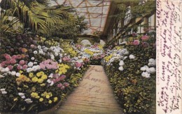 New York Bronx Park Chrysanthemum Display 1906 - Bronx