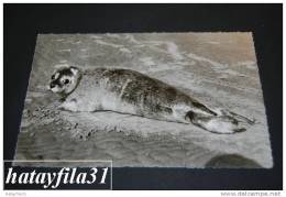 Juist Nordseebad  Seehund Am Strand  Gelaufen 1959 - Juist