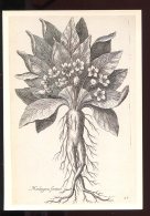 CPM Neuve Illustrateur T. De BRY Gravure D'après Nature Mandragora Fémina - Medicinal Plants