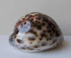 - Coquillage. Cypraea Tigris. 88mm - - Coquillages