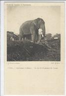 CPA Eléphants éléphant Inde India Indie Asie Hydérabad Dekkan Un Des 40 éléphants Du Nizam Non Circulé - Inde