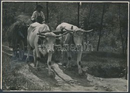 Cca 1930-1936 Gaál Margit (1913-1999): Hazafelé A Kaszálóról, Jelzetlen Vintage Fotó A Szerz? Hagyatékából, 12x17,5 Cm - Andere & Zonder Classificatie