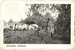 T2/T3 1918 Szliács, Sliac; Erd?, Juhász A Nyájjal / Forest, Shepherd With The Flock (EK) - Sin Clasificación
