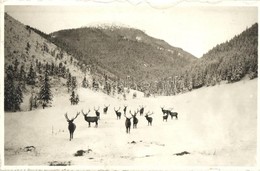 T2/T3 Tátra, Tatry; A Szarvasok Királyai Télen / Králi Jelenov / Königshirsche / Deer In Winter - Sin Clasificación