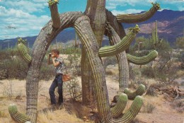 Giant Saguaro Cactus - Cactusses