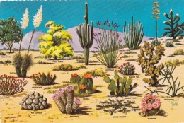 Cactus And Desert Flora Of The Great Southwest - Sukkulenten