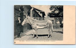 Zèbre - The Zebra - Presented To The Late Queen Victoria By King Menelik Of Abyssinia) - Zebre