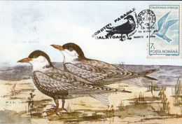 BIRDS, WHISKERED TERN, CM, MAXICARD, CARTES MAXIMUM, 1993, ROMANIA - Albatros