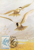 BIRDS, WHISKERED TERN, CM, MAXICARD, CARTES MAXIMUM, 1992, ROMANIA - Albatros
