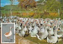 BIRDS, GREYLAG GOOSE, CM, MAXICARD, CARTES MAXIMUM, 1995, ROMANIA - Oies