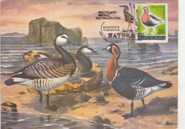 BIRDS, RED BREASTED GOOSE, CM, MAXICARD, CARTES MAXIMUM, 1980, ROMANIA - Oies
