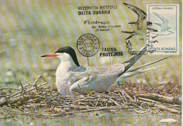 BIRDS, COMMON TERN, CM, MAXICARD, CARTES MAXIMUM, 1991, ROMANIA - Albatros