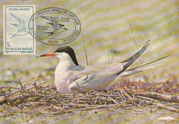 BIRDS, COMMON TERN, CM, MAXICARD, CARTES MAXIMUM, 1991, ROMANIA - Albatros