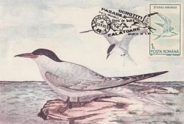 BIRDS, COMMON TERN, CM, MAXICARD, CARTES MAXIMUM, 1993, ROMANIA - Albatros