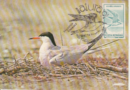 BIRDS, COMMON TERN, CM, MAXICARD, CARTES MAXIMUM, 1991, ROMANIA - Albatros
