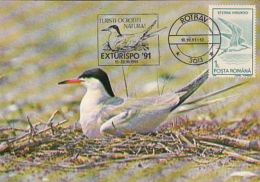 BIRDS, COMMON TERN, CM, MAXICARD, CARTES MAXIMUM, 1991, ROMANIA - Albatros