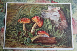 AMANITAS By Yakovlev -  Mushroom - Old USSR Card - - Champignon 1958 - Mushrooms