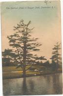 X3371 Pawtucket - The Sentinel Pines In Dagget Park / Viaggiata 1906 - Pawtucket
