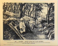 ALGERIE - N°207 - Récolte Du Liège Dans La Forêt - Collection " Pour L'Enseignement Vivant" - Colonies Française - TBE - Collections