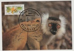 Madagascar Madagaskar 1979 Mi. 847 Carte Maximum Lémurien Lemur Faune Fauna Akomba - Apen