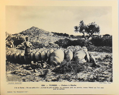 TUNISIE - N°226 - Les Potiers à DJERBA - Collection "Pour L'Enseignement Vivant" - Colonies Françaises - TBE - Collections