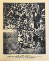 AFRIQUE CENTRALE - N°247 Lianes à Caoutchouc - Collection "Pour L'Enseignement Vivant" - Colonies Françaises - TBE - Collections