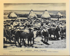 CAMEROUN - N°263 Elevage à NGAOUNDERE - Collection "Pour L'Enseignement Vivant" - Colonies Françaises - TBE - Collections