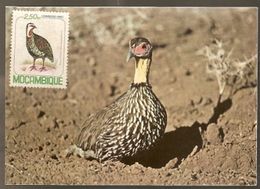Delcampe - Kenya ** & Postal, Kensta Bird Séries With Mozambique Stamp, Francolinus Swainsonii 1980 (B9) - Kenia