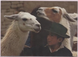 Delcampe - CPM - NATIF Et LAMAS - Edition Antiguo Slodes - Peru