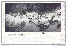 Delcampe - Gruss Aus Dem Harz - Wildschweine - Fütterung - Schierke