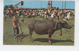 Delcampe - ASIE - PHILIPPINES - Carabao Festival In ANGONO , RIZAL. (1967) - Philippinen