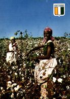 Delcampe - RECOLTE DU COTON PRES DE BOUAKE - Elfenbeinküste