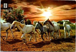 Delcampe - Chevaux - HIppisme - Chevaux En Liberté Année 1978 - Reitsport