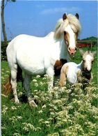 Delcampe - Chevaux - HIppisme - Cheval Et Son Poulain - Welsh Moutain - Reitsport