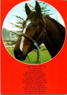 Delcampe - Chevaux - HIppisme - La Prière Du Cheval Editions Dubray - Reitsport