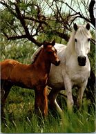 Delcampe - Chevaux - Hippisme - Jument Et Son Poulain Année 1978 - Reitsport