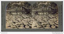 Delcampe - Japan - Osaka - Lotus Blumen - Keystone View Company - Stereofotographie - Osaka