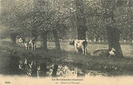 Delcampe - D-18-825 : LA NORMANDIE ILLUSTREE. BOEUFS AU PATURAGES. - Vimoutiers