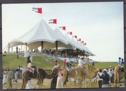 Delcampe - UAR ,  CAMEL  RACING  , OLD OSTCARD - Ver. Arab. Emirate