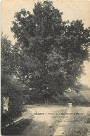 Delcampe - -dpts Div.-ref-AB157- Saone Et Loire - Cluny - Parc De L Ancienne Abbaye - Tilleul D Abelard - Tilleul - Arbre - Arbres - Cluny