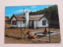 Delcampe - DIERENTUIN - Le Petit ZOO ( Photo-Hall ) Anno 1979 ( Zie Foto ) ! - Wenduine
