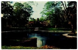 Delcampe - United States Modern Postcard Spring & Bath-house - Ocala National Forest, Florida - Ocala