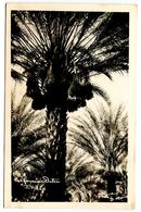 Delcampe - United States 1954 RPPC Postcard California Date Tree - Bäume