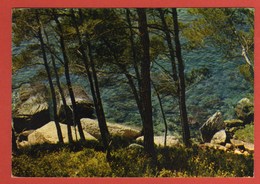 Delcampe - CP 13 CASSIS 9048  Cap Canaille - Cassis