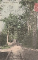 Delcampe - 95 - TAVERNY - Une Allée En Forêt - Taverny