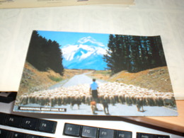Delcampe - Sheepdroving Mount Cook New Zealand - Neuseeland