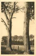 Delcampe - -dpts Div.-ref-AB107- Landes - Castets - Pins Francs Ages De 180 Ans - Arbre - Arbres - Carte Bon Etat - - Castets